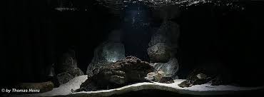 Malawi Aquarium Aquarien Aquarium Gestalten Und Aquaristik
