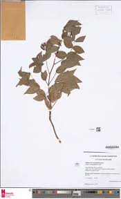 Image result for Eriocoelum microspermum