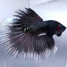 Betta Fish Care In 2020 Betta Fish Betta Betta Fish Care
