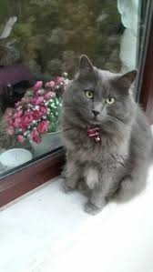 Window Beauty My Smokey Beautiful Cats Nebelung Cat Cool Cats