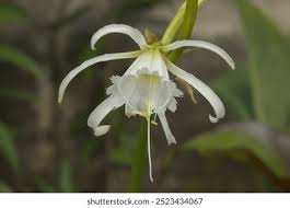 Image result for Ismene narcissiflora
