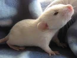Russian-blue-fancy-rats Cute Rats Pet Rats Miniature Dogs