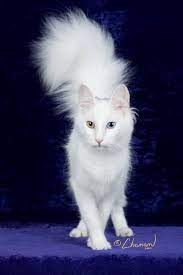 Odd Eyed White Turkish Angora Angora Cats Turkish Angora Cat Cat Breeds