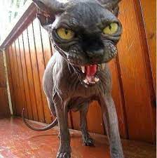 pin na doske koty i koshki