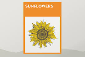 Growing sunflowers in the garden in the summer months is very essential as these grow very well in summer months. How To Grow And Use Sunflowers Harvesting And Drying Out Sunflower Seeds