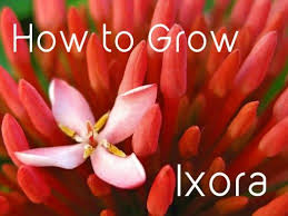 Bird Of Paradise Flower Meaning In Tamil Ixora Facts And Growing Tips Propagating Plants Planting Flowers Plants