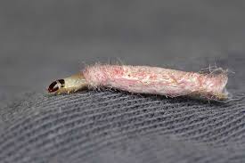 Where do pantry moths come from? Fs1182 Clothes Moths Rutgers Njaes