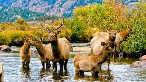 Newly renovated estes park hotels the base of the rocky mountains and across the street from lake estes. Colorado Usa Why You Need To Visit Denver And Estes Park This Year Escapism