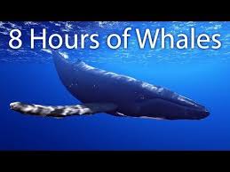 8 Hours Of Whale Sounds Deep Underwater For Sleep And Relaxation Whale Whale Song Underwater