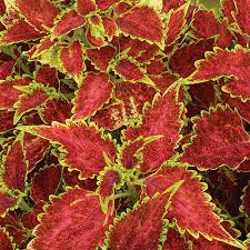 Image result for Coleus esculentus