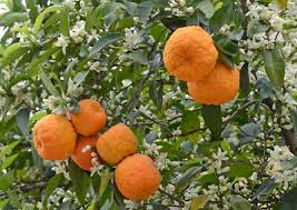 Image result for Citrus × aurantium