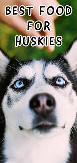 The hill's science puppy food is an excellent choice! Bestes Hundefutter Fur Schlittenhunde Best Dog Food Dog Food Recipes Husky