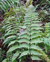 Image result for Dryopteridaceae