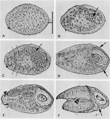 Image result for Diceratostele gabonensis
