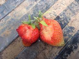 Strawberries are a traditional taste of summer. What S Eating My Strawberries The Grapevine