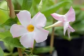 Image result for dipladenie suaveolens obrázek