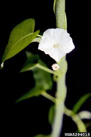 Image result for Ipomoea aquatica