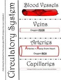 This is a free printable worksheet in pdf format and holds a printable version of the quiz layers of veins/arteries. Human Body Circulatory System Foldables Circulatory System Human Anatomy And Physiology Circulatory System Activities