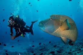 Palau (belau) is a group of more than 500 tropical islands in the micronesia area of the pacific ocean, to the southeast of the philippines. Palau Fly Sea Dive Adventures