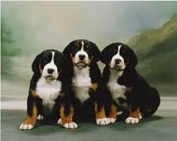Greater swiss mountain dog puppies maryland. Shadetree Greater Swiss Mountain Dogs Home Facebook