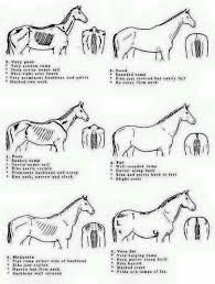 Body Condition Score Chart Horses Horse Care Tips Horse