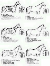 body condition score chart horses horse care tips horse