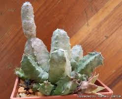 Image result for Huernia thuretii