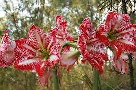 Scopri le tantissime varietá di bulbi da fiore orginali olandesi. Www Ladigetto It E Tornato Il Momento Dei Bulbi Di Davide Brugna
