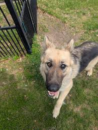 Balch Springs, Tx lab puppy needs foster & rescue by 8/15!
