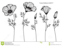 California Poppy Flowers Drawing And Poppy Flower Drawing Poppy Drawing Poppies Tattoo