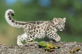 Everest snow leopard cub playing in the snow. Snow Leopard Facts And Photos
