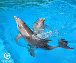 Girls Just Wanna Have Fun Featuring Winter And Hope From The Clearwater Marine Aquarium Clearwater Marine Aquarium Marine Aquarium Dolphin Tale
