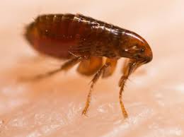 Read real reviews and see ratings for pensacola, fl pest exterminators for free! Pensacola Termite Treatment Pest Control And Wdo Inspection