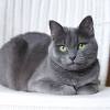 Historians believe that these pedigreed british cats are the descendants of cats originally brought to. Https Encrypted Tbn0 Gstatic Com Images Q Tbn And9gcra Zz9ewsh6crf6amrfodlxor1ntxsqpd3hj2rwnzlze Qtadb Usqp Cau