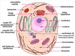 Important Science Diagrams From All Chapters For Cbse Class 9