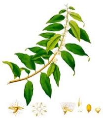 Image result for Mimusops elengi