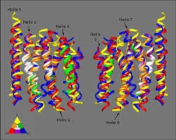Analgesia, euphoria, respiratory distress kappa: Modeling Of Delta Kappa And Mu Opioid Receptors