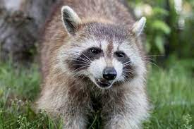 My pet dog who gets vaccinated every year for rabies and is in a healthy position bit my husband on the jawline. What To Do If Your Dog Gets Bit By A Raccoon Quick Facts Animalfate
