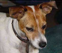 You can expect a waiting list if you. Miniature Fox Terrier Dog Breed Information And Pictures