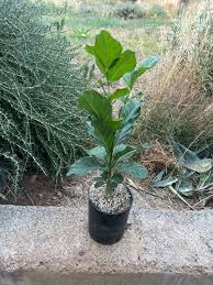 Image result for Kigelia africana