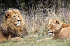 Visiter L Afrique Les Animaux De La Savane Pour Un Safari Inoubliable Adapté à partir de 4 ans, le jeu défis nature des petits fait partie de la gamme bioviva. visiter l afrique les animaux de la
