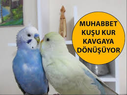 Muhabbet Kusu Kur Kavgaya Donusuyor Youtube