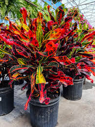 Image result for Croton aceroides