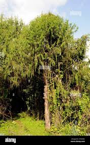 Image result for Juniperus procera