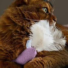 Jet The Race Bird Cat Toy Is Better Than The Real Thing Cat Cats Cat Toys Cats Feline