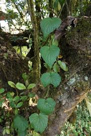 Image result for Mikaniopsis