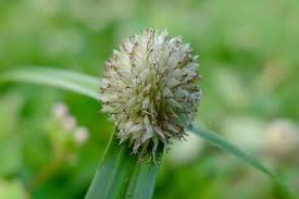 Image result for Kyllinga crassipes