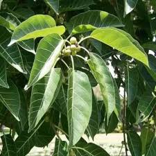 Image result for Ficus virens