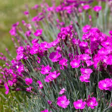 Image result for Dianthus