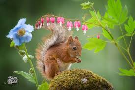 I Followed Squirrels Daily With My Camera For 6 Years And Here Are 50 Of My Best Photos Squirrel Pictures Animals Beautiful Red Squirrel